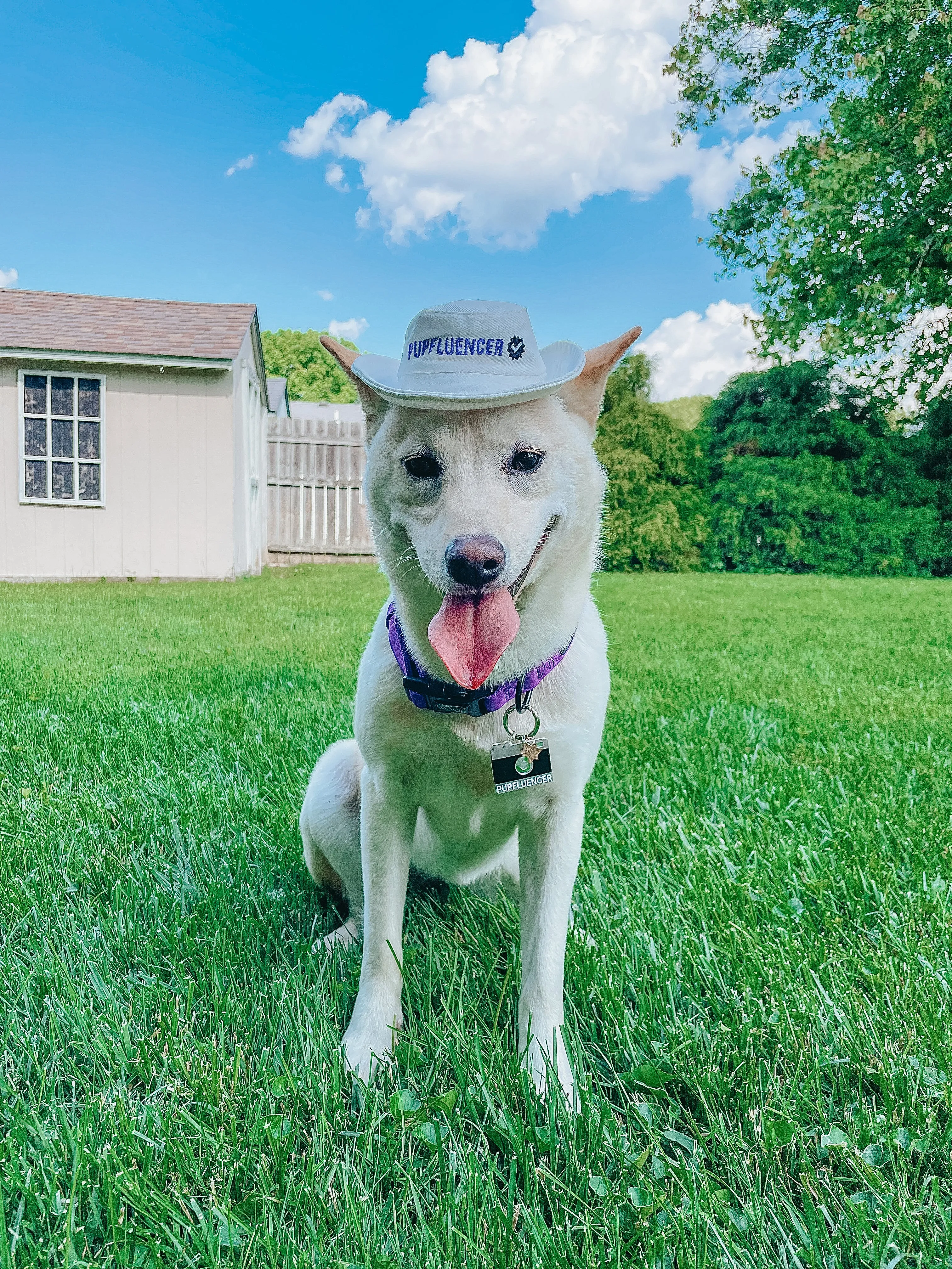Dog Bucket Hat - Pupfluencer